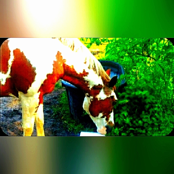 Rescue Updates. - Picture 13 of 13